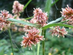 Cyperus solidus inflorescence